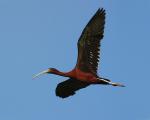 Aironi, ibis e cicogne: un successo delle attivitÃ  di conservazione Sabato 19 maggio al Museo della CittÃ  e del Territorio