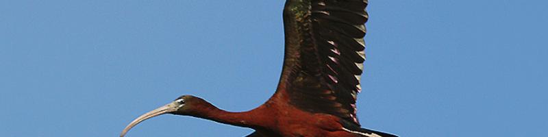Aironi, ibis e cicogne: un successo delle attivitÃ  di conservazione Sabato 19 maggio al Museo della CittÃ  e del Territorio